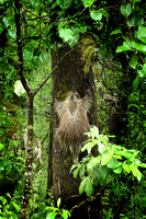 Porcupine climbing a tree, Mendenhall Glacier