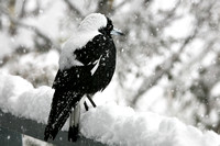Magpie in snow
