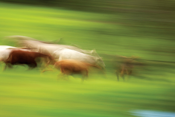 Running Cows