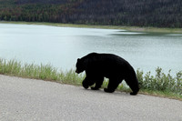 Bear on the road to Maligne Lake