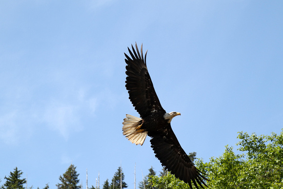 Eagle at the Fortress of the Bears