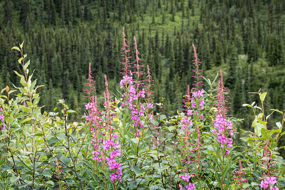 Denali wildflowers