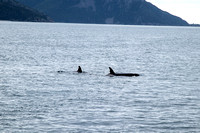Orcas, Kenai Fjords