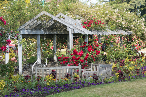 Stanley Park rose garden
