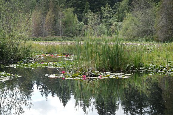 Beaver Lake, Stanley Park
