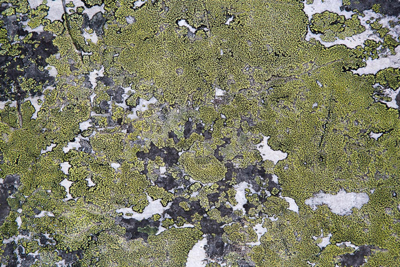 Lichen on rocks, Crater Lake