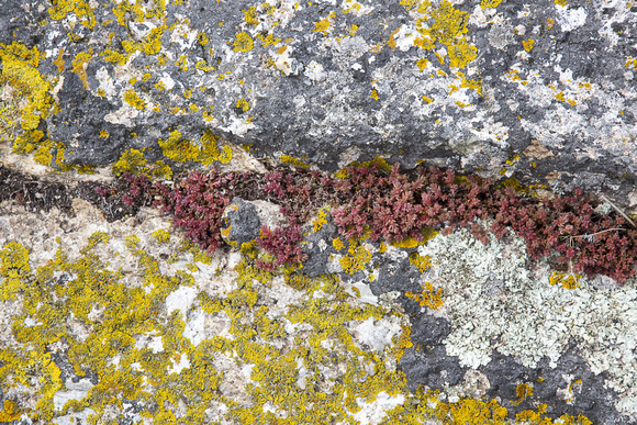 Lichen on rocks, Bicheno