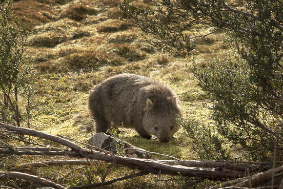 Wombat, Cradle Mountain Lodge